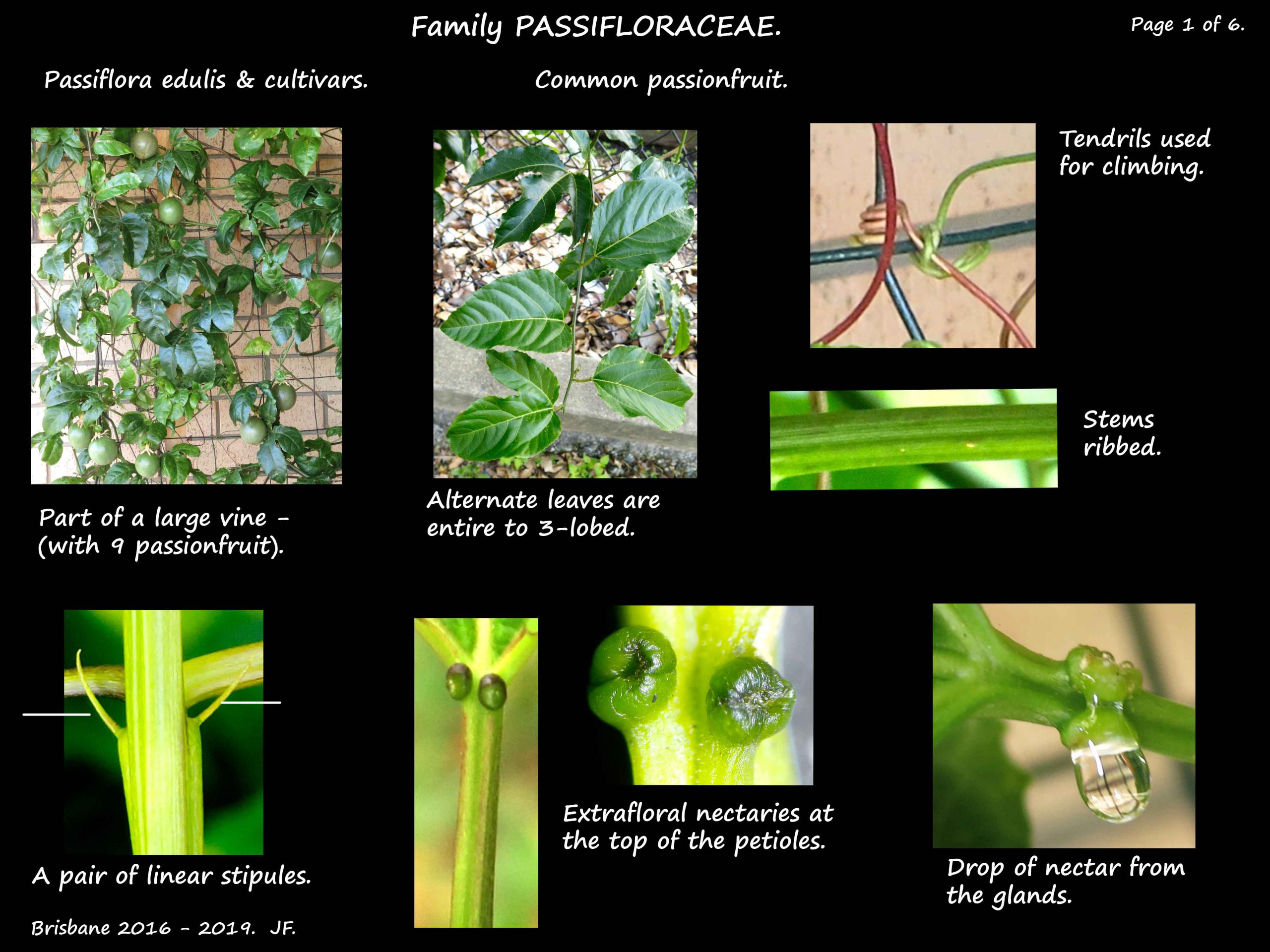 1 Passiflora edulis plant & nectaries